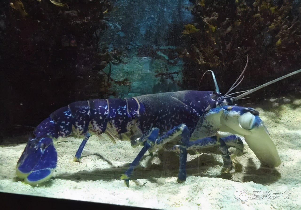 世界上最漂亮的5种虾世界上最漂亮的虾是哪种