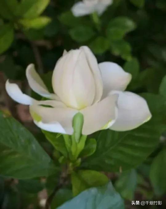 栀（zhī）子花：毕业季，和6月分不开的花