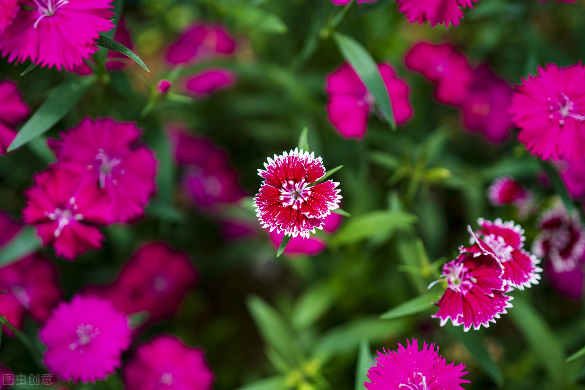 5种花特别耐寒，冬天零下15度也能养，照样开花爆盆