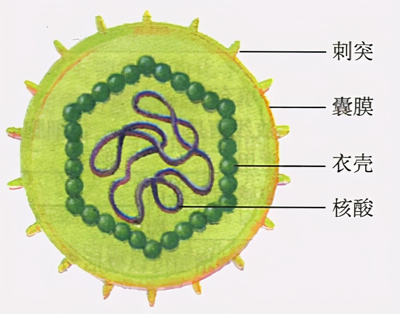 寒冬到来,流感新冠齐上阵,为什么病毒在冬天更厉害