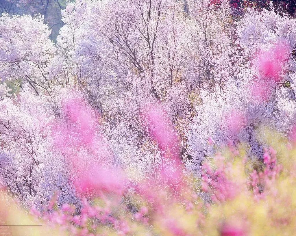 又到赏花季，陕西最美赏花景点全在这了！带着这份攻略赶快出发吧