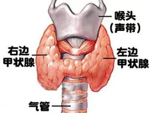 广西甲亢专科医院在哪里(甲状腺结节至少5%是恶性，广西医科大一附院甲状腺疾病一体化诊治中心一站式服务)