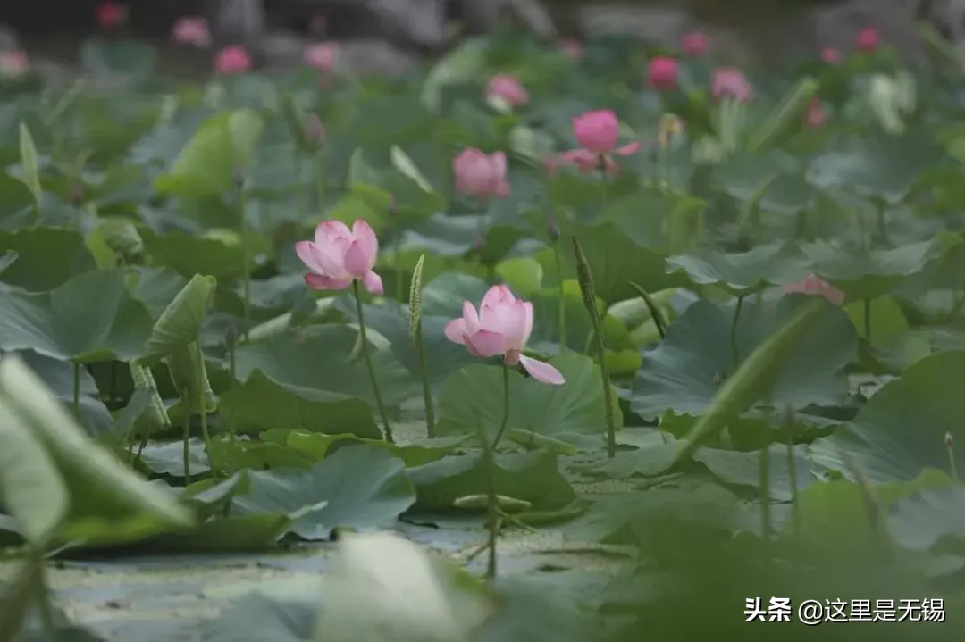 荷花几点开放（几处早荷邀人醉宜兴赏荷地图请收好）