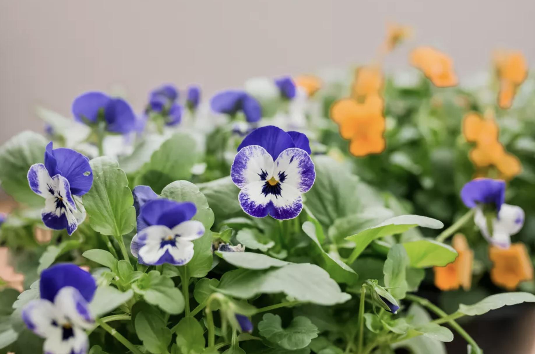 100种适合室内种植的花卉植物,颜值高、易打理,慢慢观赏慢慢看