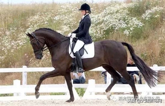 燕龍馬業愛馬馬術課堂 盛裝舞步項目表現最為突出 丹麥溫血馬育種曆史品種特點競技表現測試 天天看點