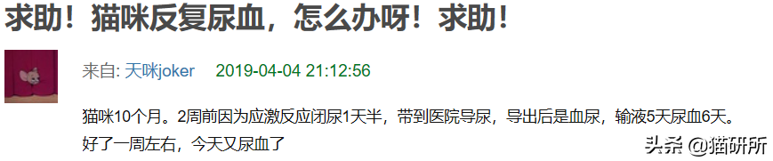 尿闭、尿血...猫咪泌尿问题反反复复，可能是弄混了这3种病