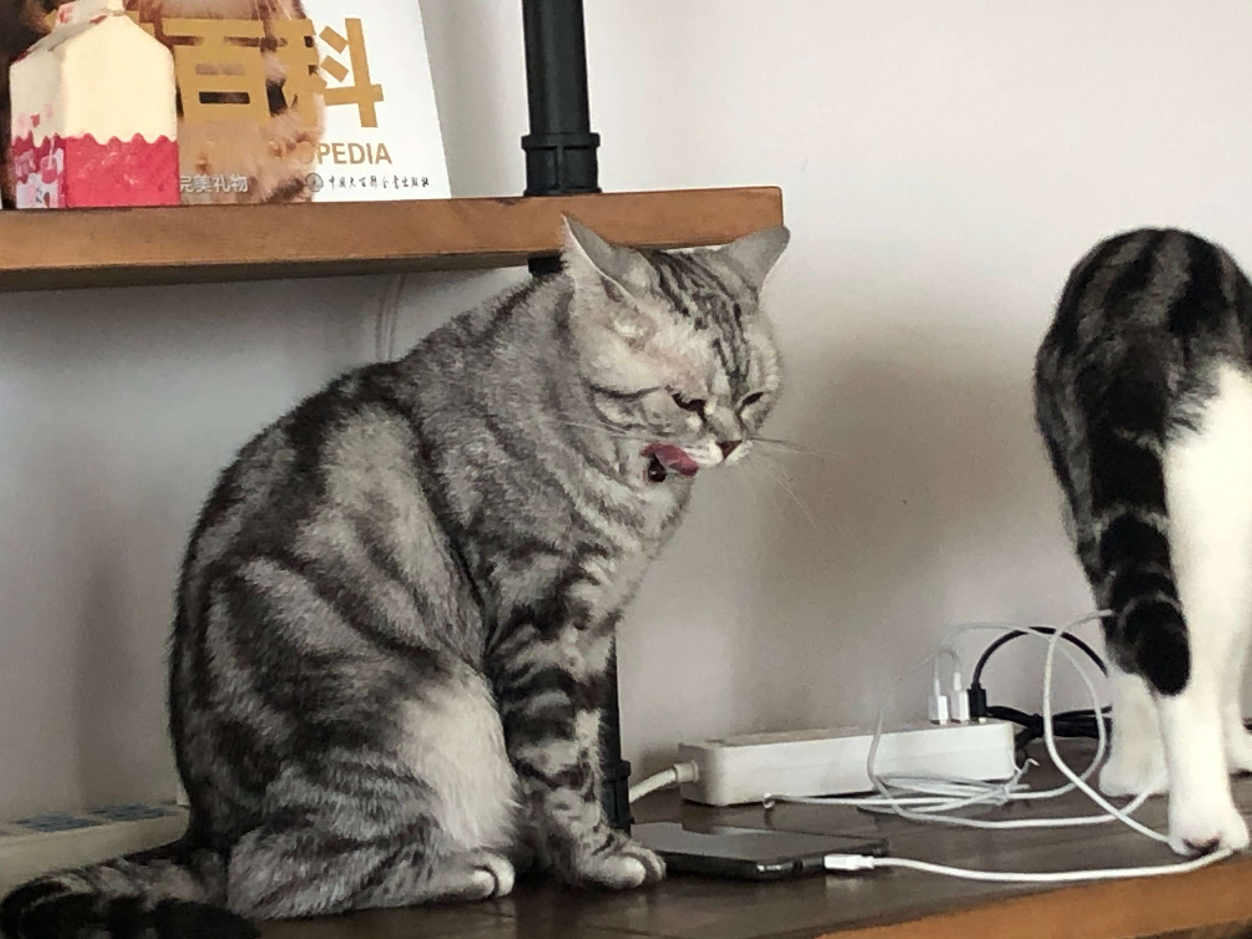 乌云踏雪猫多少钱一只四蹄踏雪黑猫罕见吗