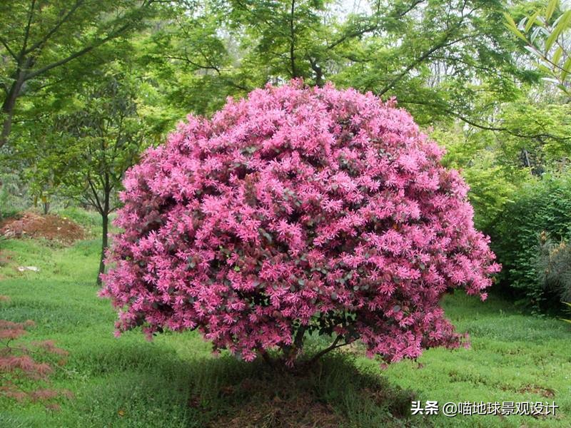 红花玉芙蓉（35种常见的球类灌木植物介绍）