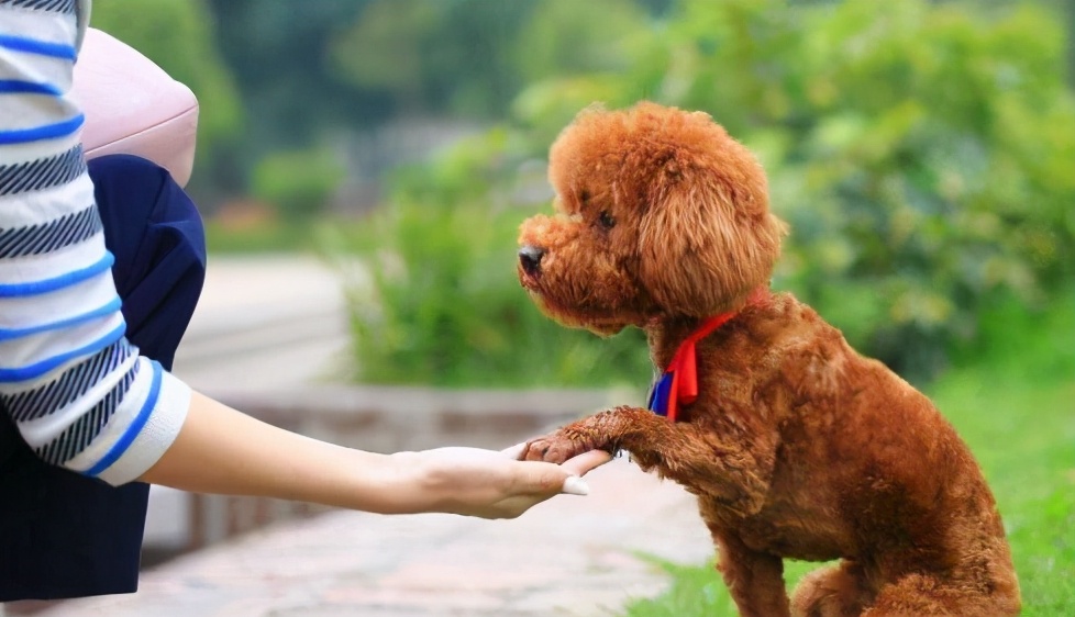 泰迪犬颜色这么多，哪一种颜色最贵？