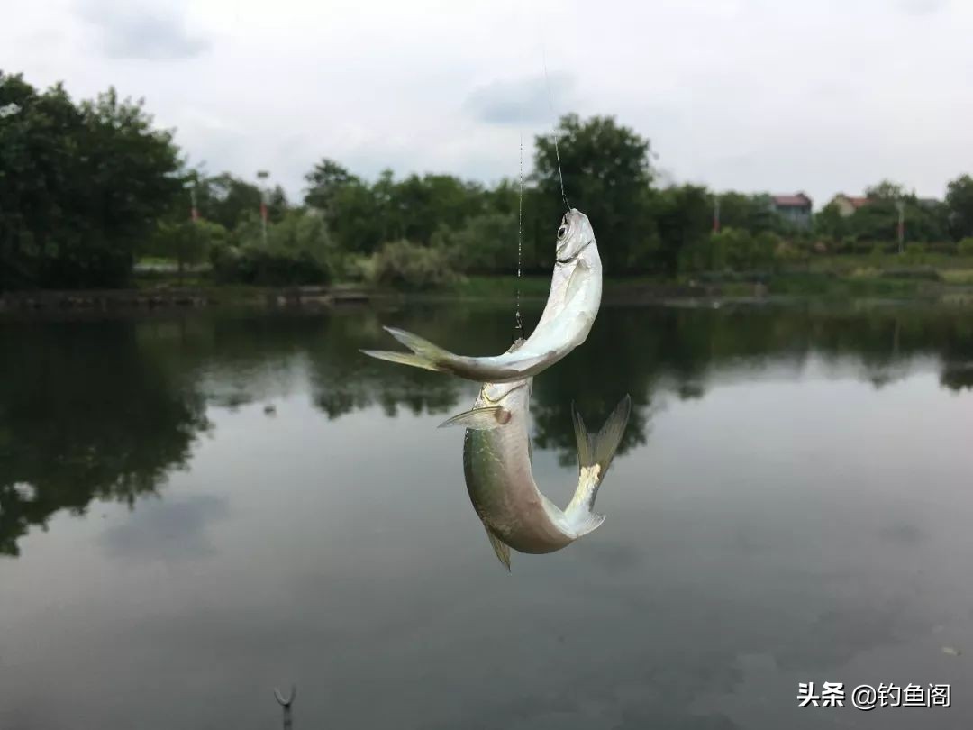 钓鱼人最讨厌的鱼排名！罗非名声最臭，鲤鱼居然也上榜