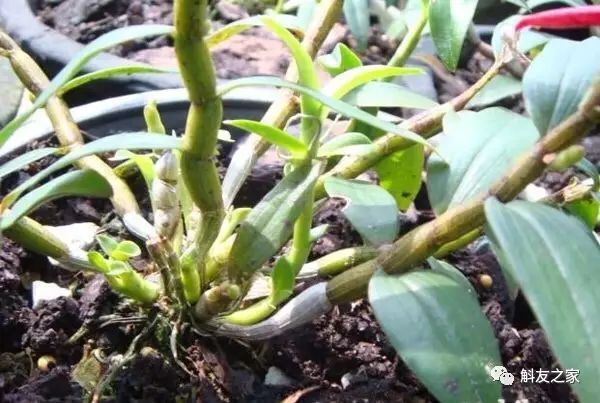 种石斛兰的植料，原来这样配比种一盆活一盆…