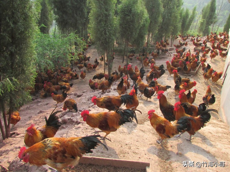 农村养殖培训班，土鸡养殖给大家交流