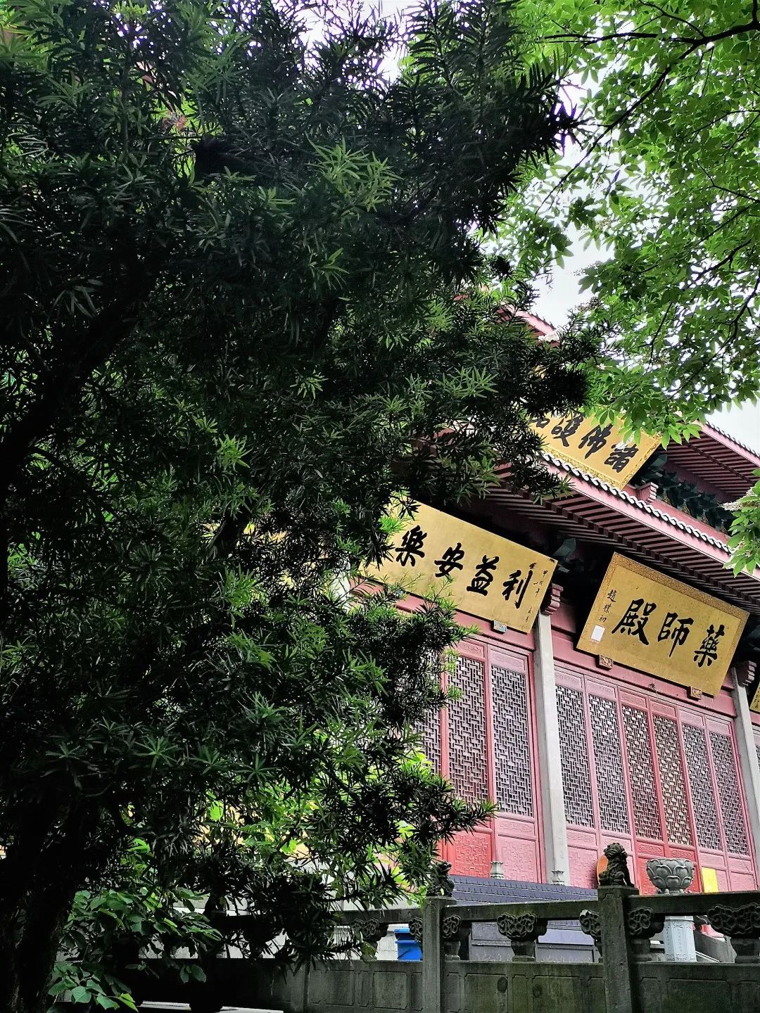 灵隐寺药师殿前的罗汉松《罗汉赞》宋代 黄庭坚庞眉寂默坐空禅,万年