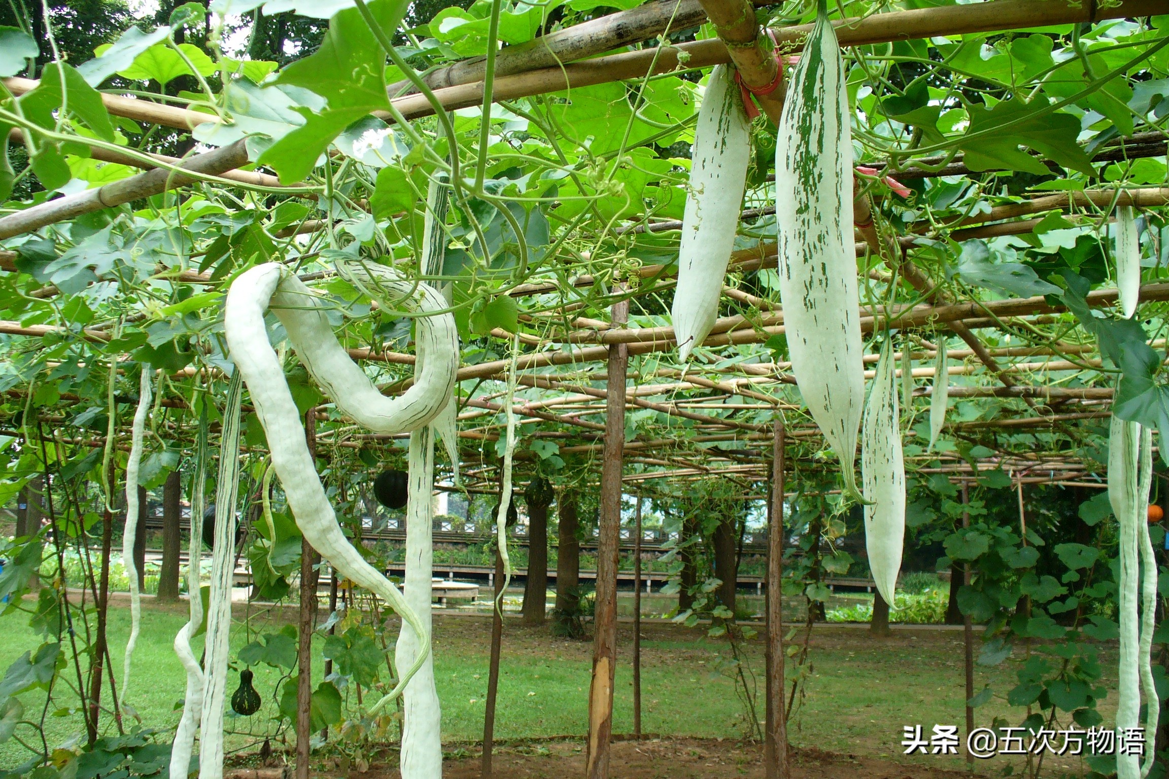国内葫芦科蔬果全介绍