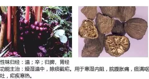 300个中草药图谱（附主治功效），知道一半就太牛了（上）