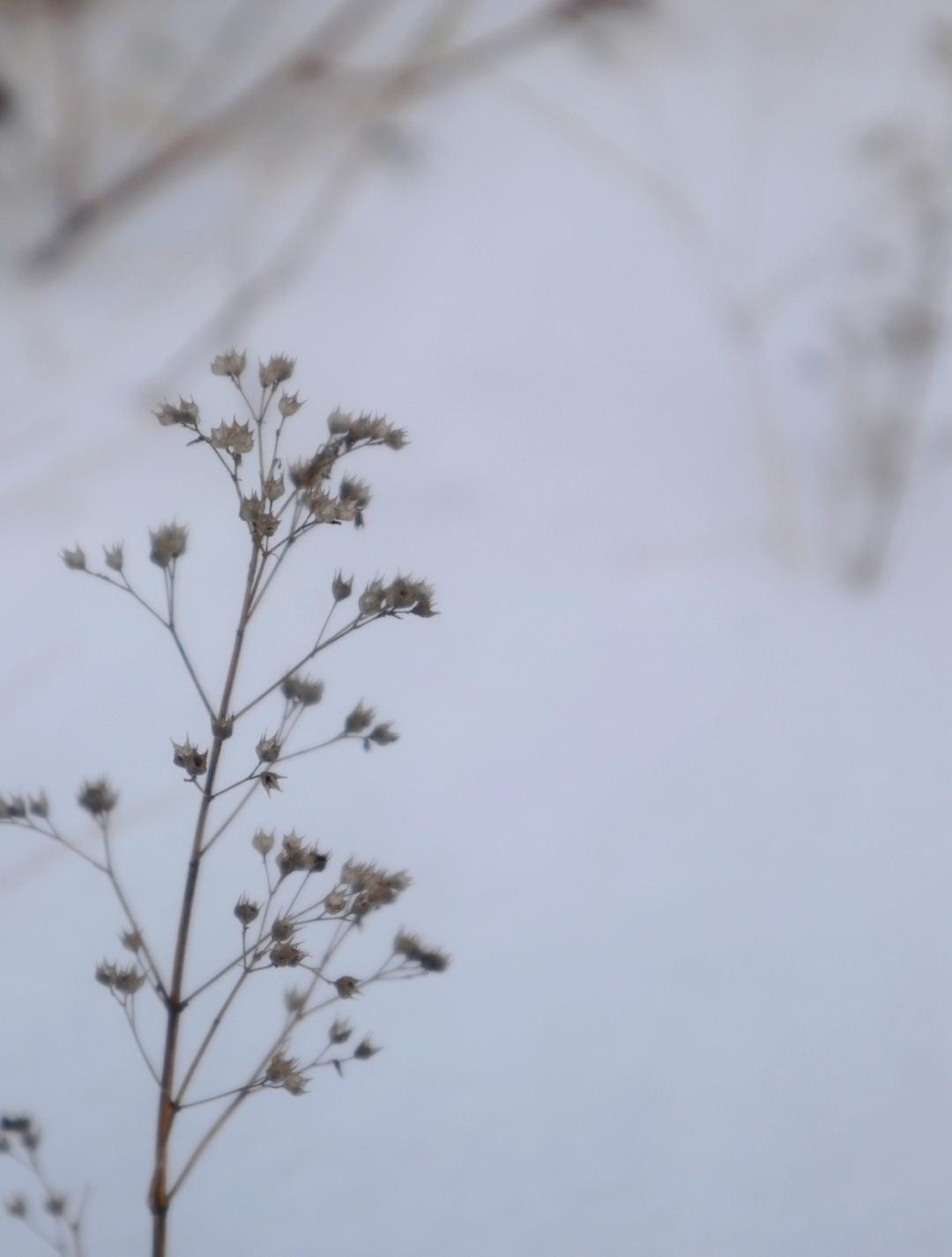 有哪些描写冬日雪景的美好诗句？这些好句子值得收藏