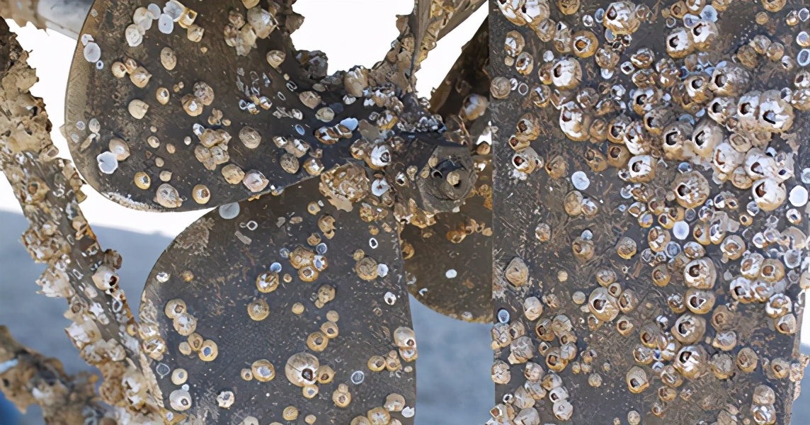 藤壶有多可怕?到处寄生造成破坏,甚至会寄生在鲸鱼的隐私部位