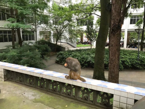 贵州大学图书馆官网（印象大学）