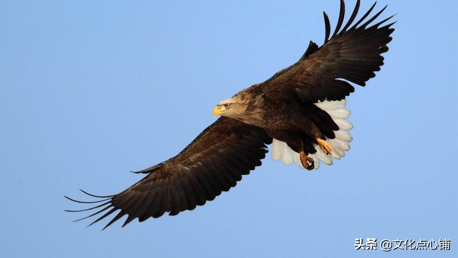 李白生平最狂的一首诗，一开篇就极具震撼力，令人读来直呼过瘾