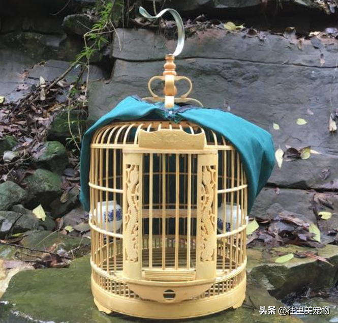 9种常见鸟笼的制作方法介绍，让宠物鸟也能有一个适合自己的小窝