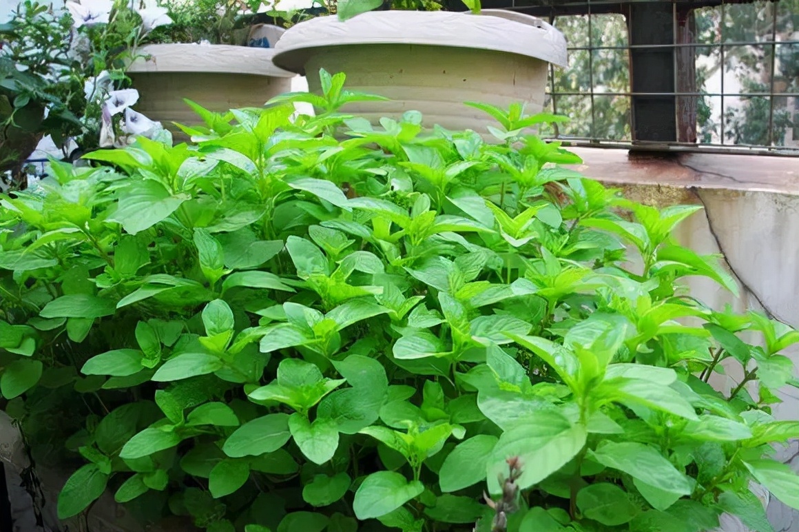 能“养人”的10种花，有的能吸废气、有的可以食用，种了不后悔