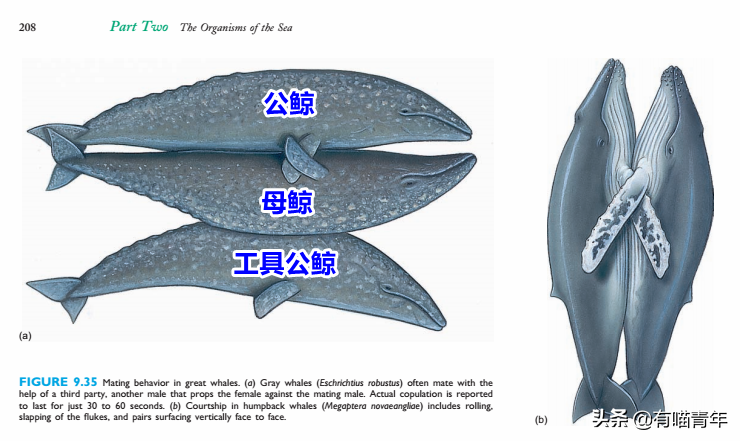 冠海豹(12个动物啪啪啪知识，最后一个想笑死谁？)