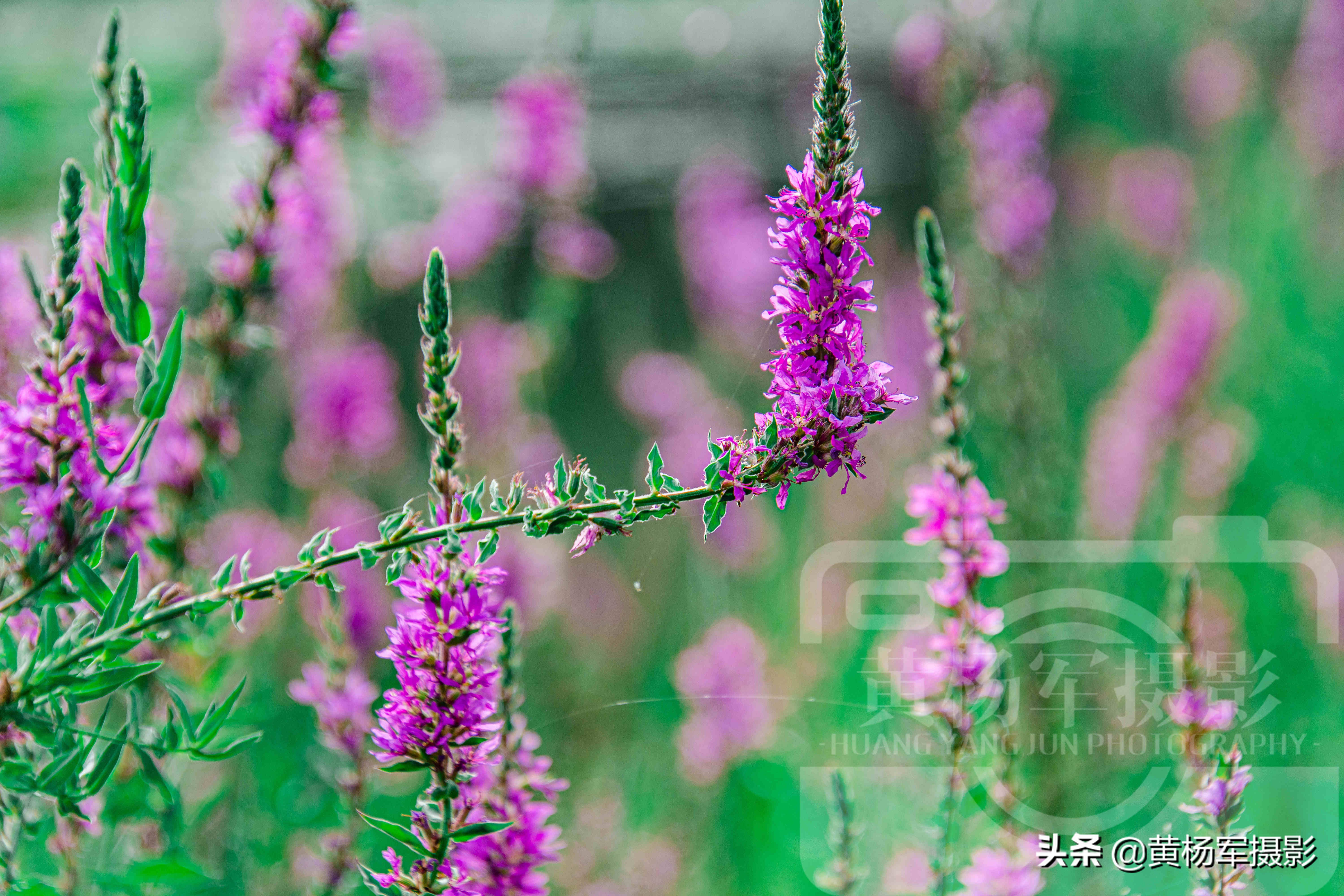 千屈菜图片和介绍（绿叶中紫艳绽放的千屈菜花）