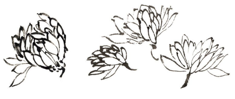 写意菊花花头的画法及用色的调配