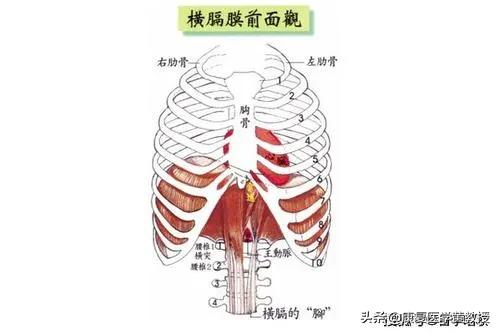 通俗的理解,它位于心脏与两个肺的下方,而下方则分布着肝脏脾脏与胃