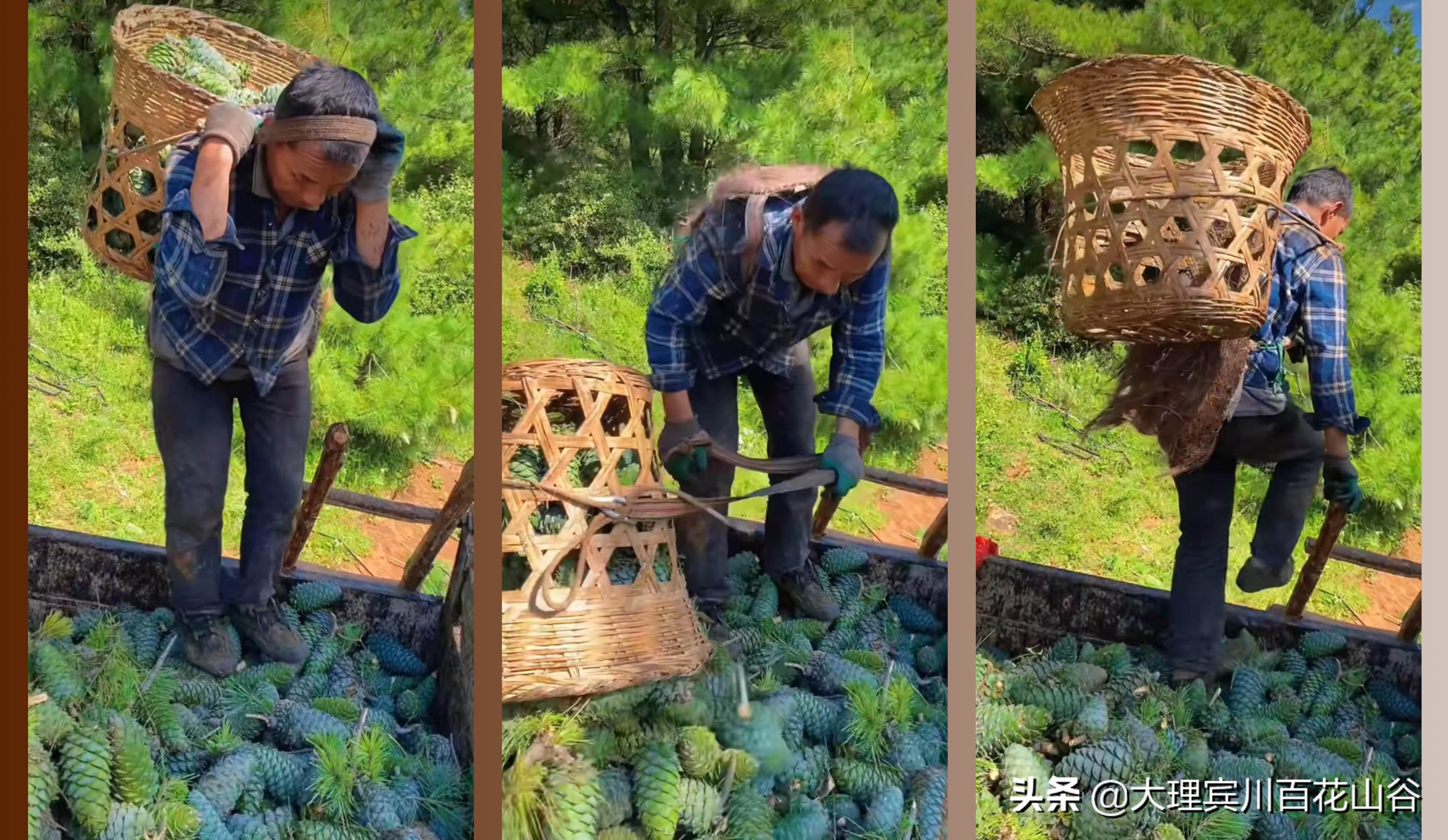 山风袭来，翠微千里，松塔俏立枝头，松仁清香弥漫在空气中