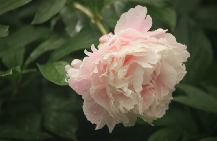 芍药的花语是情有所钟的爱、是依依不舍，殊不知也称作“将离草”