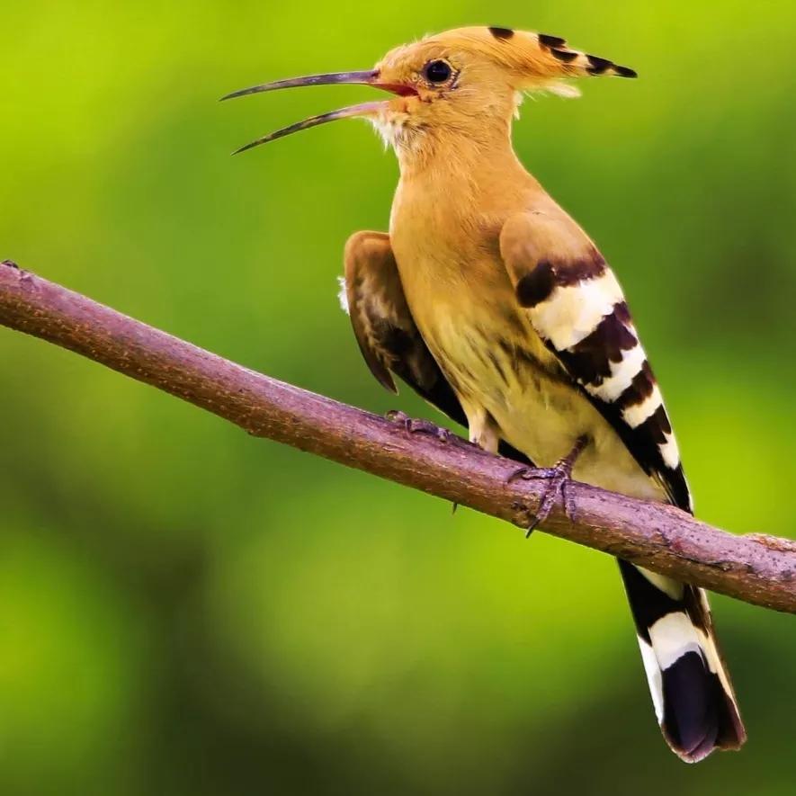 吃害虫是益鸟,为什么称它为"棺材鸟"?