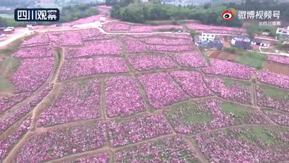 成都北门车展盛景：30000亩芍药花海惊艳绽放