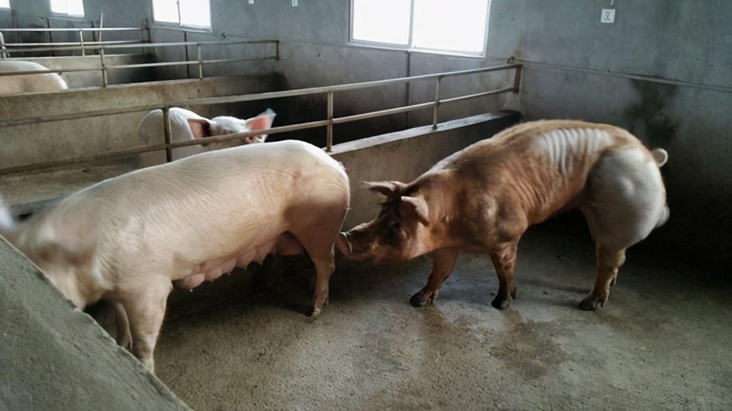 母猪养殖技术,