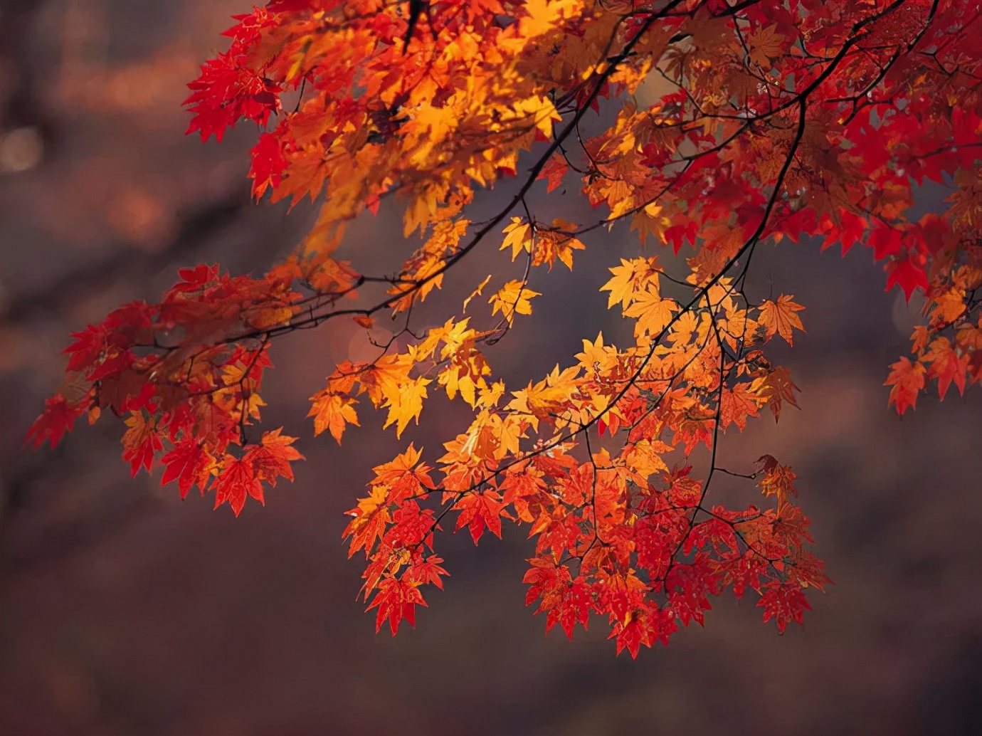 秋日渐红，一眼就爱上的国内四大赏枫胜地