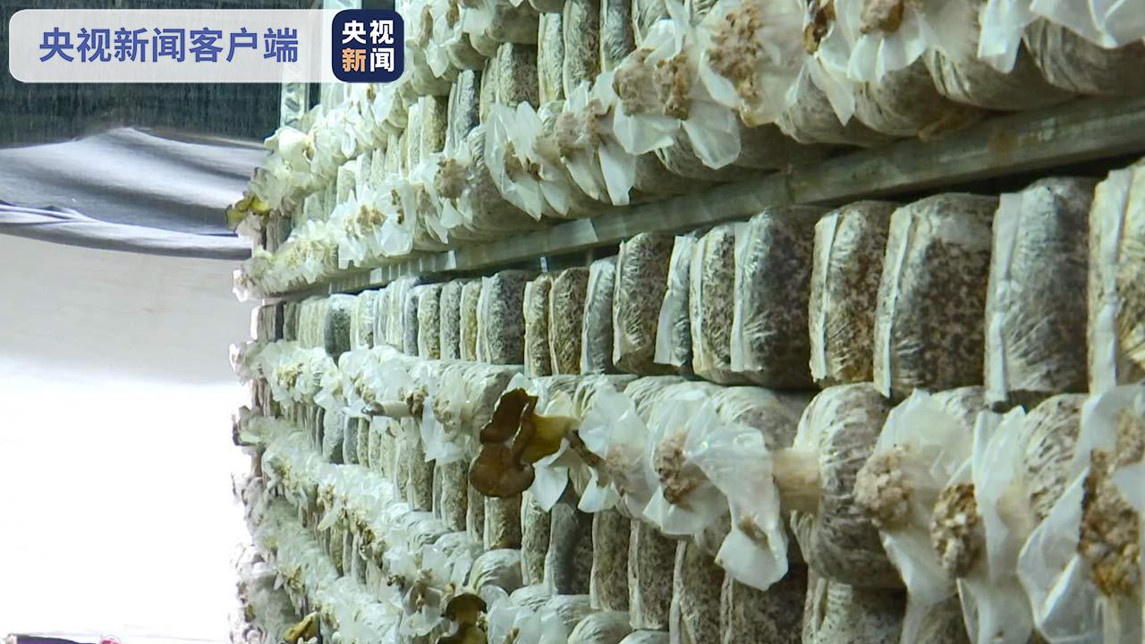 广西贺州：春耕春管农技大行动 聚“智”借“技”助产促增长