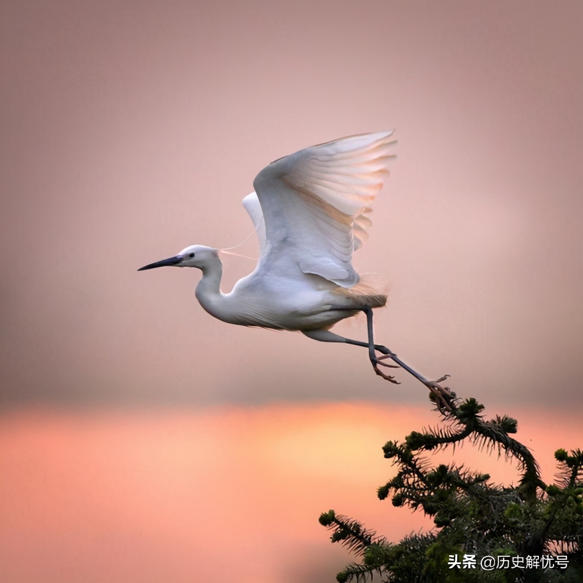 一行白鹭上青天全诗(一行白鹭上青天)-图4