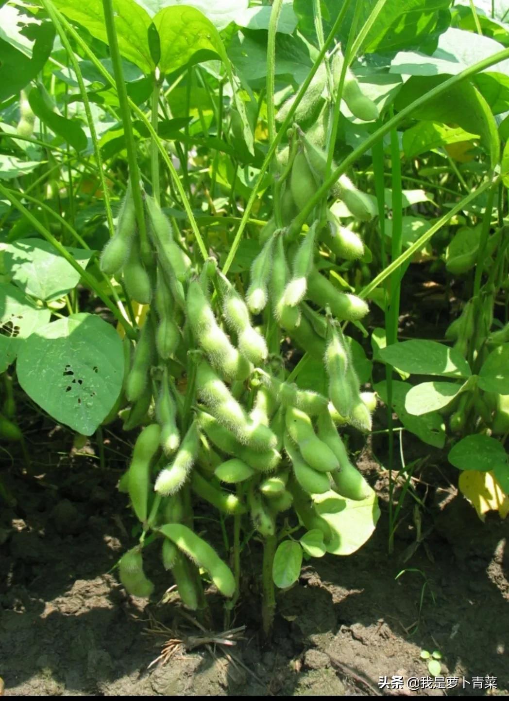 请教大家一个问题:有没有人一辈子没吃过黄豆类制品呢