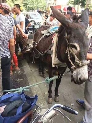 狗咬驴，驴受惊踢坏奥迪车，谁担责？