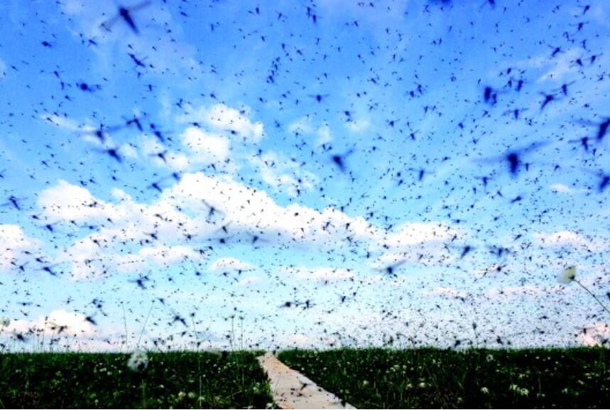 可恶的蚊子竟是“益虫”？如果世界上没有蚊子，会变成什么样？