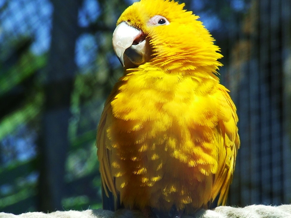 真正最稀有品种 也是最贵的品种是这些:香吉士,月亮,珍珠,赤红