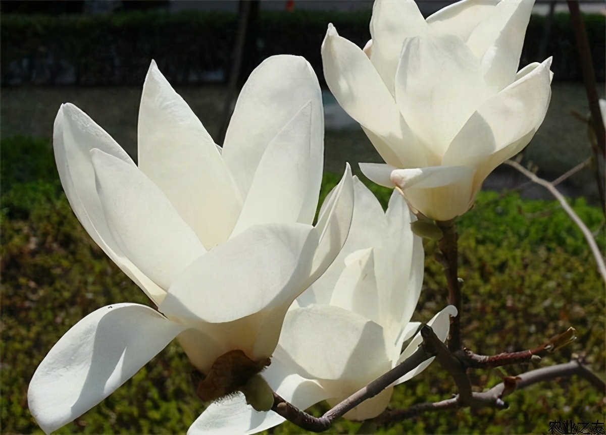 木兰花图片(四步轻松种出高贵又典雅的木兰花)
