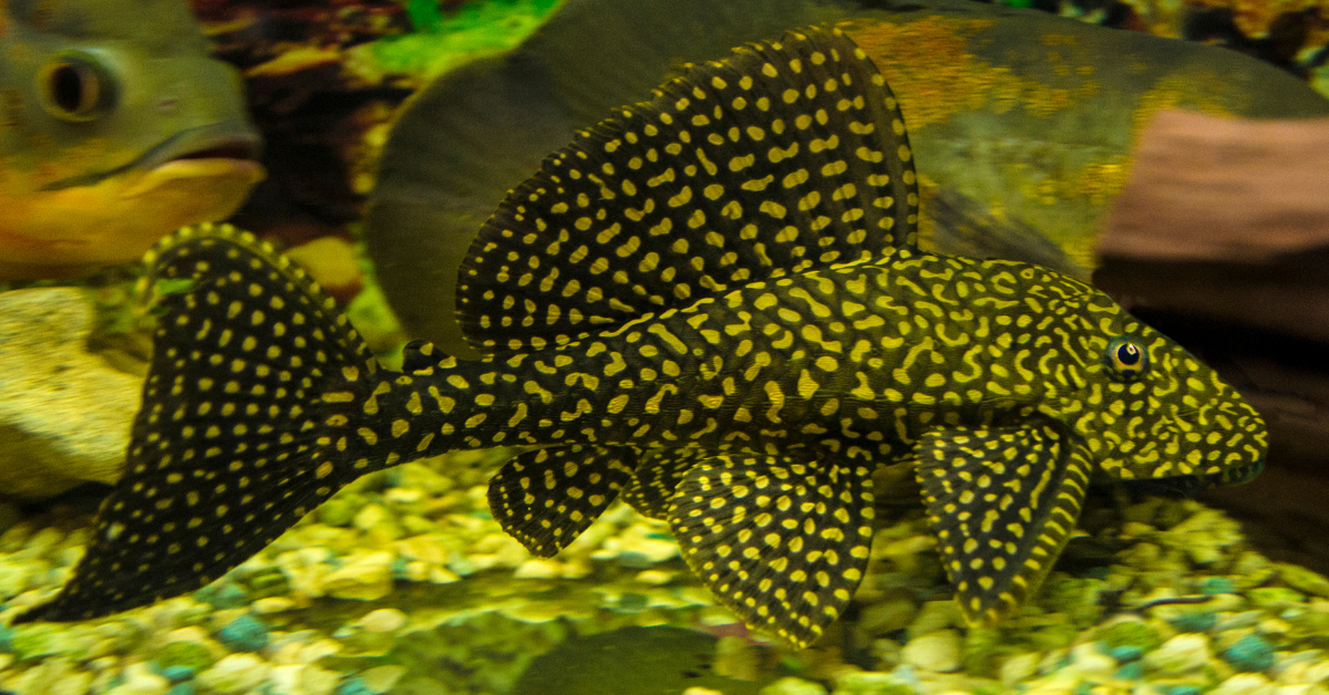 什么时间喂清道夫最好?多长时间喂一次?