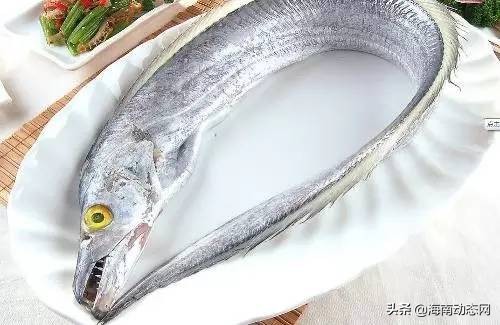 海魚圖片大全,海魚圖片大全及名稱