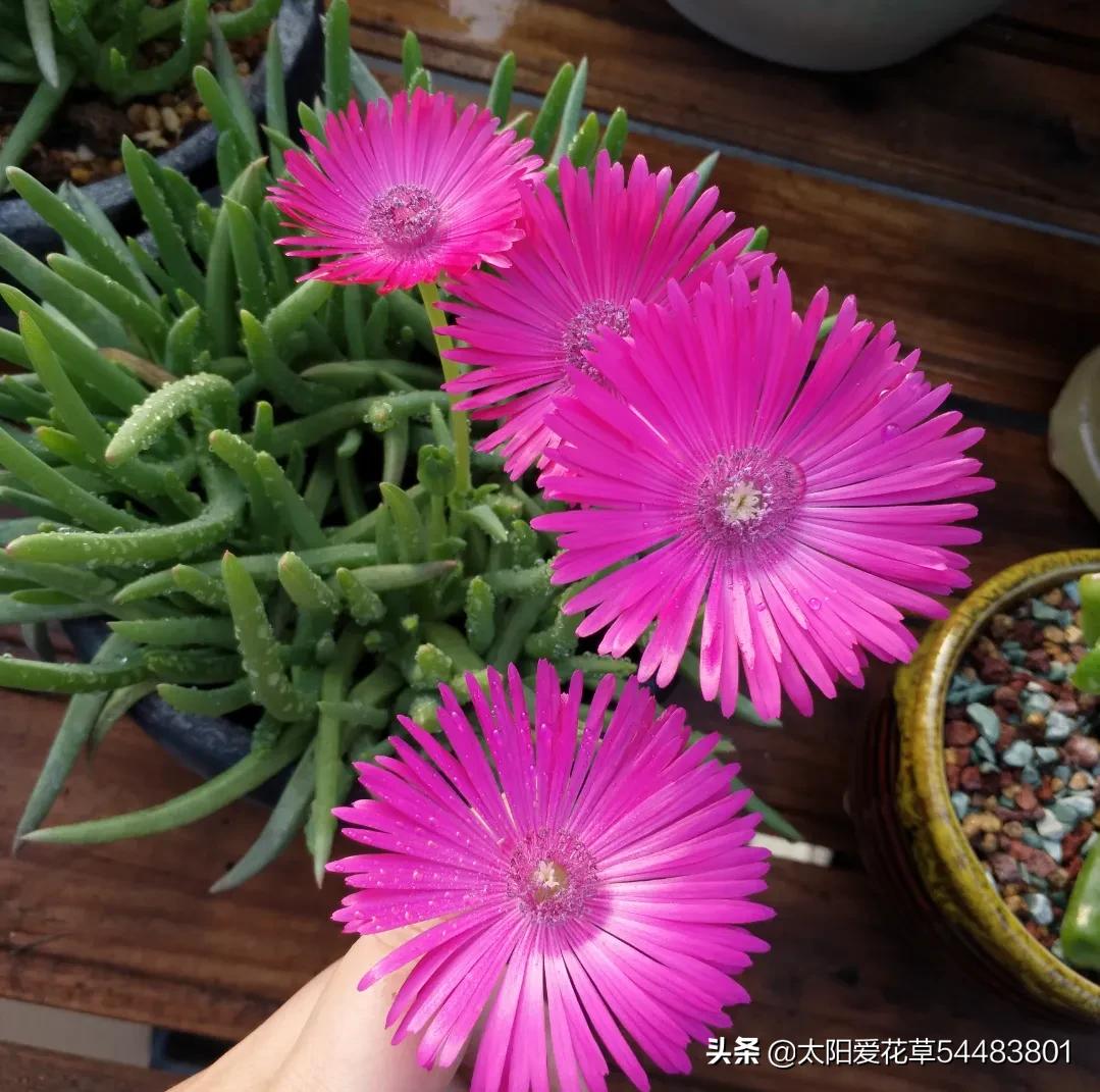 多肉奔龙怎么养?掌握4点,株型肥美,开花美美哒