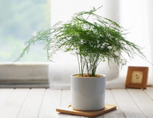 为什么家里不能养文竹？在家里养文竹有好处吗？