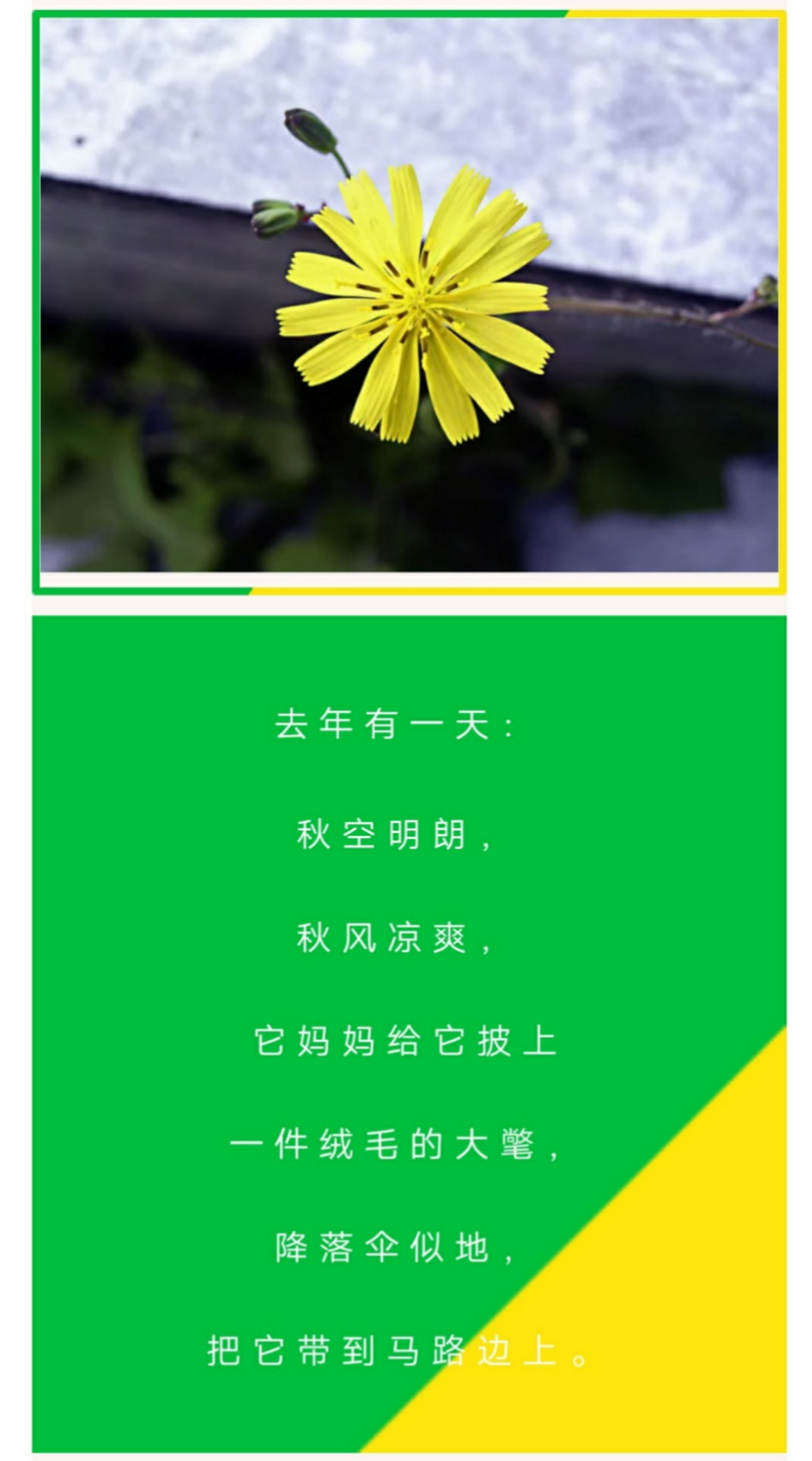 关于植物的现代诗歌 冰心写的诗歌 - 汽车时代网