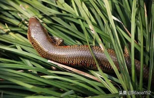 以前生活中常见的四脚蛇，为什么现在看不到了，它有毒么？