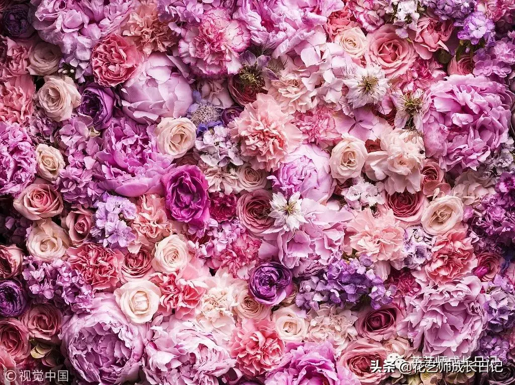 玫瑰数量的含义是什么（玫瑰花数量代表的意义）