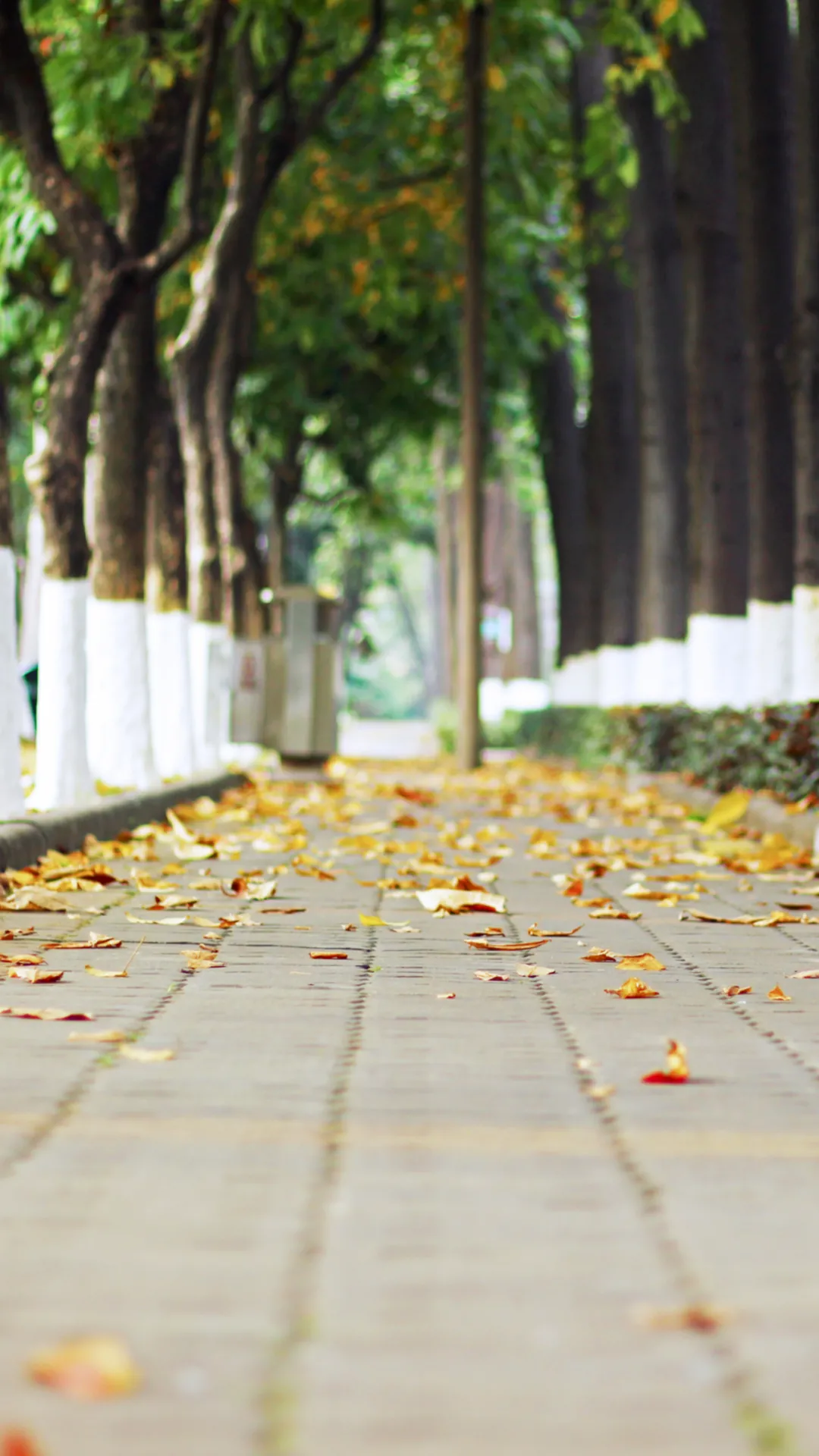 中国这10所大学壁纸第二期！厦门大学、中山大学等在列